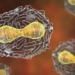 how hiv is removed from the body 120462