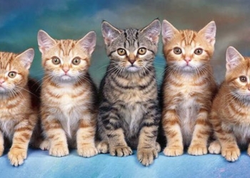 how to calculate cat age very simple 119426
