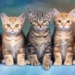 how to calculate cat age very simple 119426