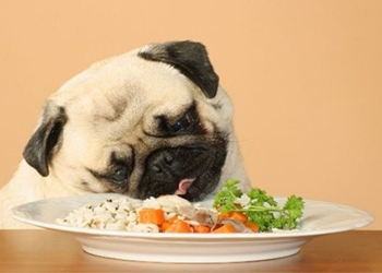 how to calculate dog age simple 119432