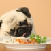 how to calculate dog age simple 119432