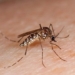 how to differentiate hemorrhagic fever and regular fever 122957