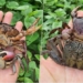 how to distinguish between a scorpion and a crab 120402