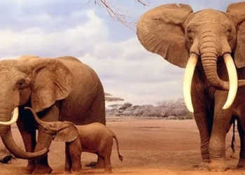 how to find a partner for animals and maintain a similar environment 121538