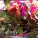 how to implement prices in vegetables and fruits not placed on international space station 121394