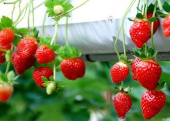 how to plant and care for strawberry 120090