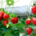 how to plant and care for strawberry 120090