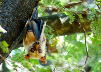 how to raise high flying bats in australia to catch viruses for humans 124280