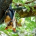how to raise high flying bats in australia to catch viruses for humans 124280