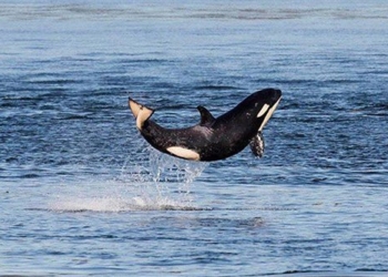 how to receive positive energy from the happiest animals in the world 118296