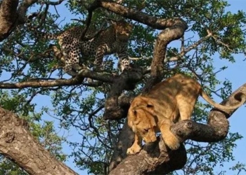 how to survive in africa while being chased by lions 120678