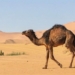 how to survive on sand dunes 120669