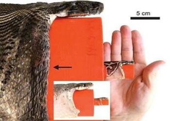 how to swallow alligator whole 123105