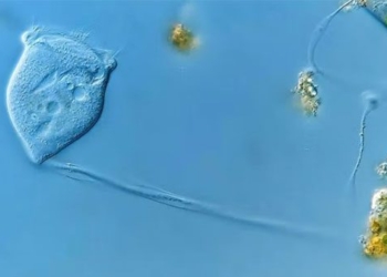 how to train 114 species of super rare microorganisms discovered 124037