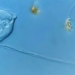 how to train 114 species of super rare microorganisms discovered 124037