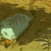 how to use animal armor against dinosaur meat 122137