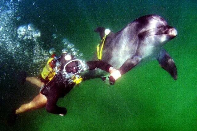 A trainer working with a dolphin that once belonged to the Soviet Navy