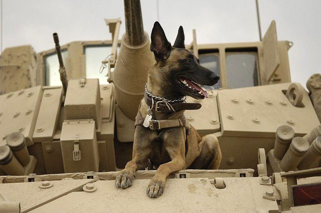 These dogs possess incredibly keen senses of smell and do not experience physical issues.