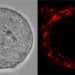 human egg cells can survive up to 50 years 122075
