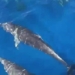 hundreds of pig fish appear in khanh hoa coastal area 122719