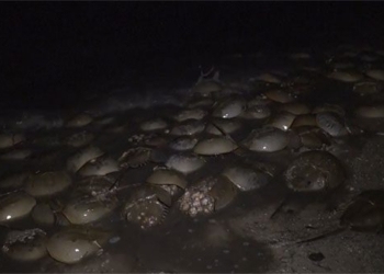 hundreds of thousands of stone flowers into the bo de egg 121524
