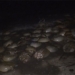 hundreds of thousands of stone flowers into the bo de egg 121524