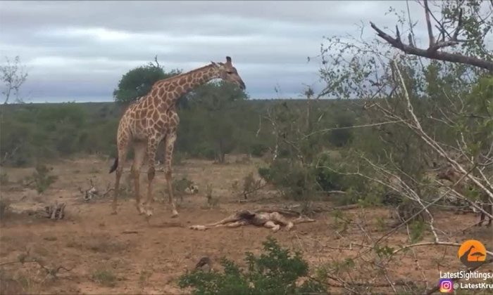 Mother giraffe stays close to her deceased calf.