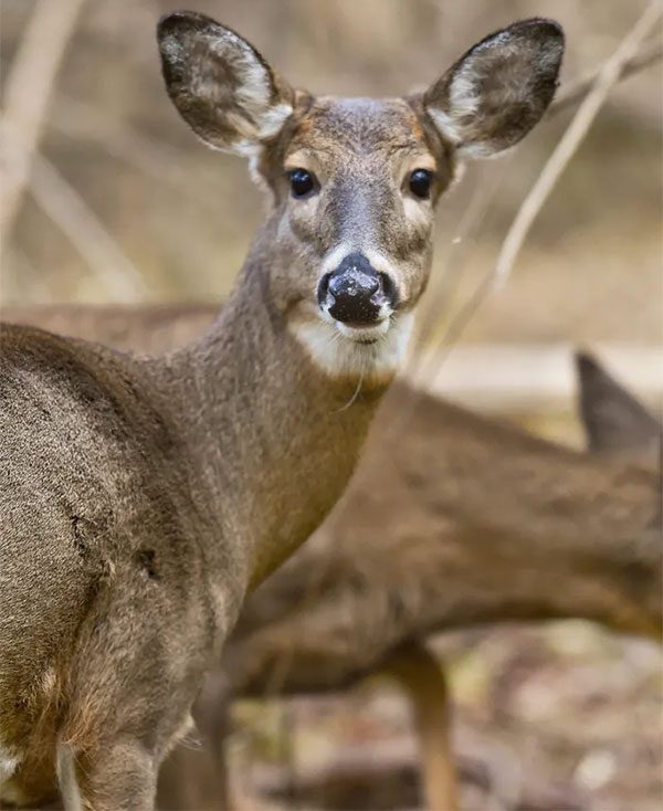 There are still many mysteries surrounding white-tailed deer infected with the new nCoV variant.