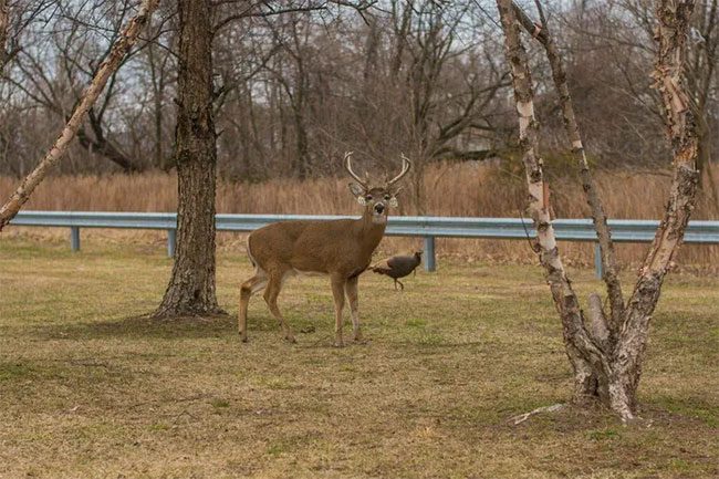 White-tailed deer on Staten Island, New York, are the first wildlife to be infected with the Omicron variant.