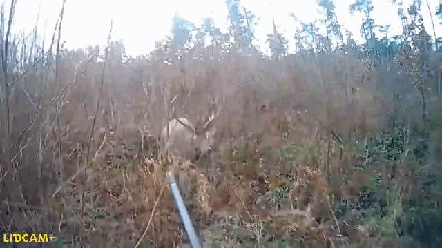The stag suddenly appeared and charged straight at the hunter.