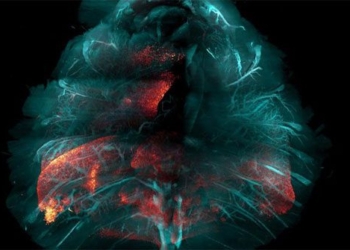 hybrid technology for transparent accelerated research on many diseases in the future 119957
