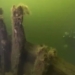 hydropower detects submarine nearly 400 years old of vasa warship 123768