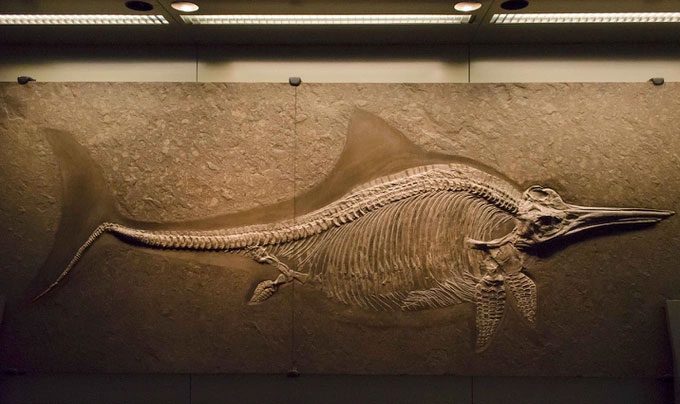 Ichthyosaur skeleton at the Natural History Museum in Vienna, Austria