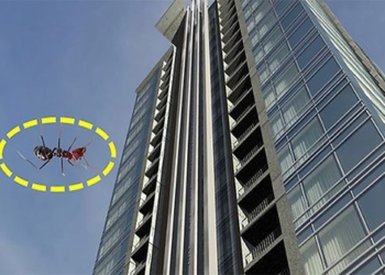if you drop an ant from the 63rd floor will it die 120374