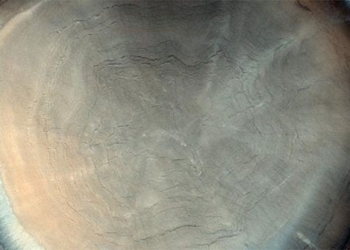 image of a space ship capturing a tree on another planet 118649