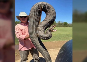 image of this giant python receives over 12000 shares what kind of snake is this 119949