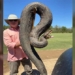 image of this giant python receives over 12000 shares what kind of snake is this 119949
