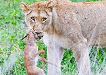 impala elk claiming survival in the lions jaw 123506