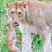 impala elk claiming survival in the lions jaw 123506
