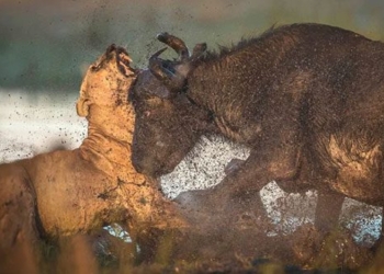 in some cases this is a type of animal that can kill a lion in the wild 123817