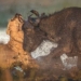 in some cases this is a type of animal that can kill a lion in the wild 123817