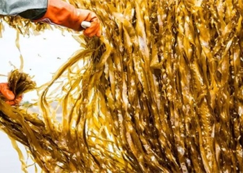 in the future we can eat seaweed instead of meat 121415