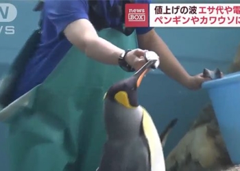 inflation causes bird egg supply crisis in japan aquaculture 121650
