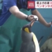 inflation causes bird egg supply crisis in japan aquaculture 121650