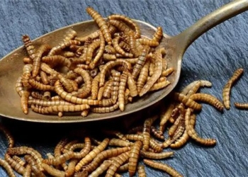 insects can create meat for food 122628