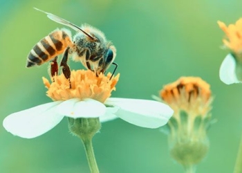 insects lose sense of smell due to air pollution humans are to blame for it 119281