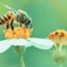 insects lose sense of smell due to air pollution humans are to blame for it 119281