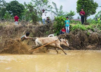 interesting facts at the indonesian bull racing festival 118871