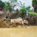 interesting facts at the indonesian bull racing festival 118871