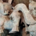 introduction to strange creatures 4 500 years old in di chi tam tinh doi 122638